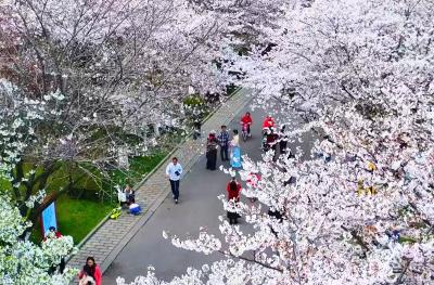 如约而至！宜都文峰公园的樱花开了！