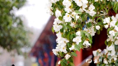 宋山森林公园：百年山茶舞春风