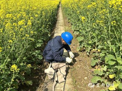 “电力卫士”守护金色花海