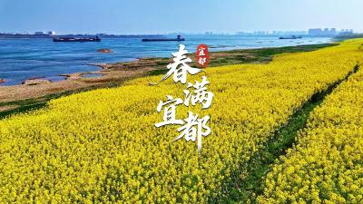 快看，是候鸟眷恋的金色江岸！原来古诗里“江畔寻春”的画面，就在今日的宜都