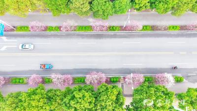 玉兰盛放报春归