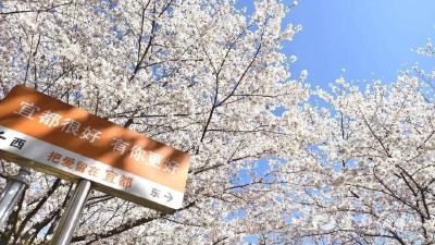 “有人知道宜都文峰公园樱花开了吗？”开了！