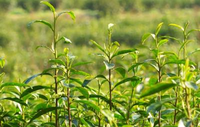3月11日，宜都160亩黄金茶开园采摘