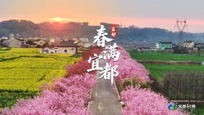 朝阳洒向樱花海，枝城镇洋津畈村藏着最治愈的春日晨光