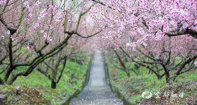 春满宜都，繁花专线赴山海浪漫
