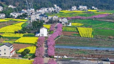 【长江云】湖北“樱”你而美！粉了粉了！