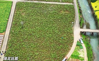 开园即售罄！王家畈镇鲜切牡丹香飘全国