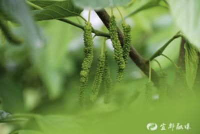 桑下筑“梦”，她把小果园种成“口碑宝地”