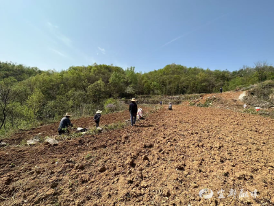 抢抓农时播种 半高山里种出“甜蜜增收路”