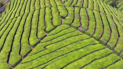 宜都安明茶叶全新智能化设备满负荷上线