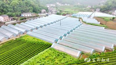 丁家坪村：大棚红线椒促增收