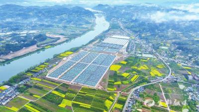 【荆楚网】“上岸”的鲟鱼“游”向世界