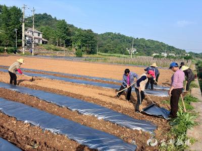 “订单椒”种出增收新赛道