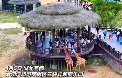 清明小长假三峡长颈鹿乐园人气旺
