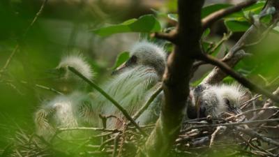 又到鹭鸟繁殖季！五眼泉镇鸡头山村的枝头上，栖息着最动人的春色