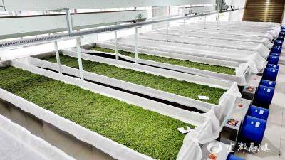 从鲜叶到好茶 智能化赋能茶产业提质增效