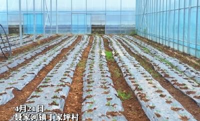 丁家坪村70亩大棚移栽正忙！鲜销加工双保险 年产可达50万元