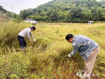 这家企业把支部活动搬进了油菜田