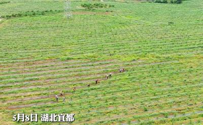 高坝洲镇千亩香柚基地开展田间养护