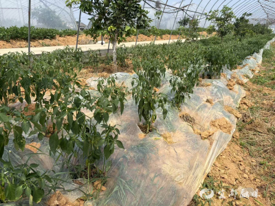 湖北宜都：村干部带着干，30亩闲置地种出“辣椒海”