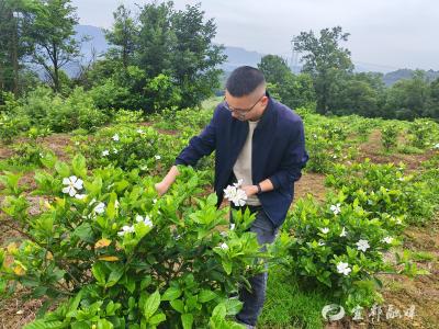 栀子花基地管护忙