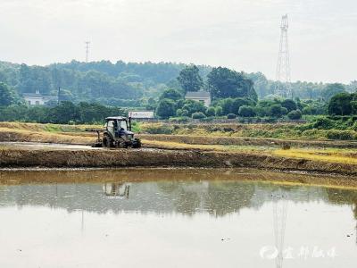 土地巧轮作 “轮”出稻油双香丰收景