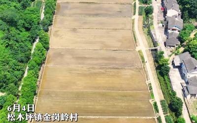 正值插秧农忙时！6月4日，松木坪镇开展2000亩高标准农田机插秧作业
