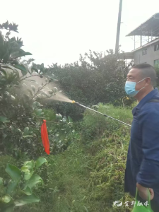 清晨施药护橘园 守护村民“致富果”
