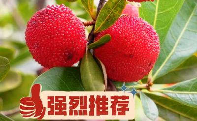 走，去尝鲜！宜都枝城镇的杨梅熟了