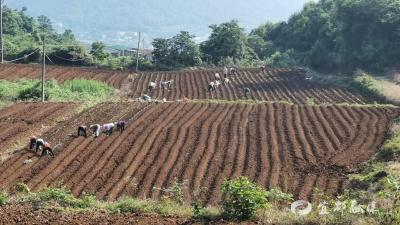 盘活撂荒地“红薯苗” 长出“致富根”
