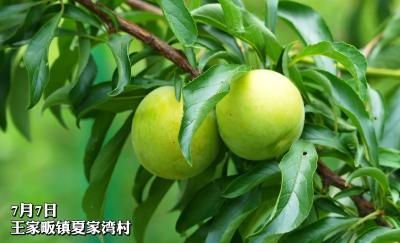 走，去尝鲜！宜都王家畈镇的李子熟啦