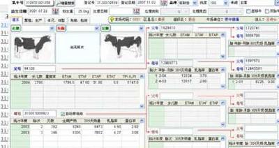 凉雾：242头母牛有了“身份证”