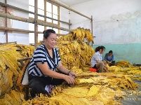 沙溪：栽下梧桐树，自有凤凰来