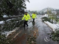 大雪压倒行道树 利川路政连夜清障保畅