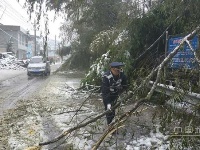 大雪压倒行道树 利川路政连夜清障保畅