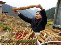 传团堡镇山药节活动图片