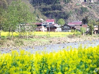 建南油菜花节