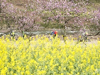 建南油菜花节