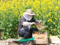 建南油菜花节