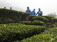 忠路贡茶开园节