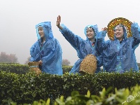 忠路贡茶开园节