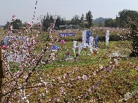 赏千亩桃花