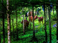 齐岳山的马儿