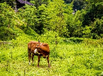 齐岳山的马儿
