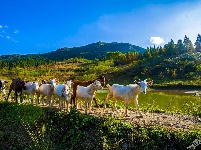 齐岳山的马儿