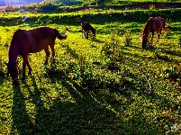 齐岳山的马儿