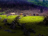 齐岳山的马儿