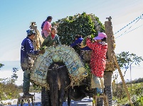 《收萝卜》（齐岳山东槽村）