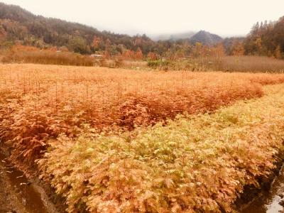 直播预告：今天15:00记者带你走进市树的“摇篮”—忠路桂花村