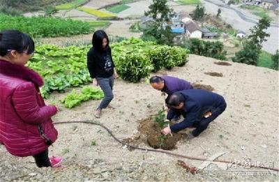 茶豆坦移栽“发财树” 力争产业扶贫“开门红” 